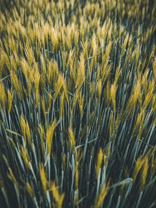 Preview wallpaper ears, wheat, field, plants