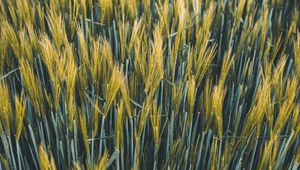 Preview wallpaper ears, wheat, field, plants