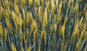 Preview wallpaper ears, wheat, field, plants