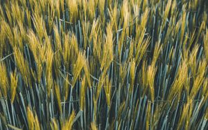 Preview wallpaper ears, wheat, field, plants