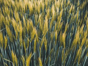 Preview wallpaper ears, wheat, field, plants