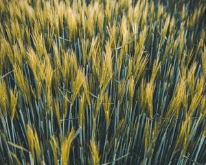 Preview wallpaper ears, wheat, field, plants