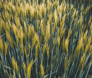 Preview wallpaper ears, wheat, field, plants