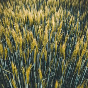 Preview wallpaper ears, wheat, field, plants