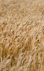 Preview wallpaper ears, wheat, field, dry