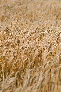 Preview wallpaper ears, wheat, field, dry