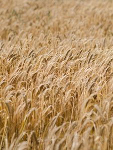 Preview wallpaper ears, wheat, field, dry