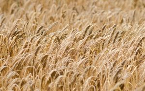 Preview wallpaper ears, wheat, field, dry