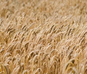 Preview wallpaper ears, wheat, field, dry