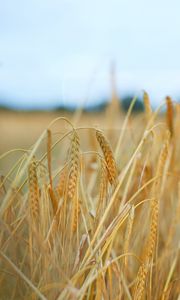 Preview wallpaper ears, wheat, field, plant, dry