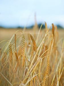 Preview wallpaper ears, wheat, field, plant, dry