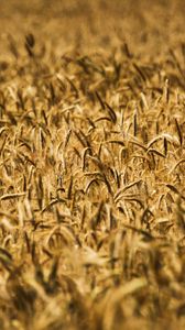 Preview wallpaper ears, wheat, field, blur