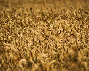 Preview wallpaper ears, wheat, field, blur