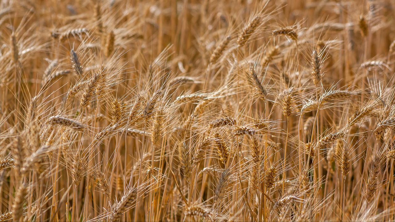 Wallpaper ears, wheat, field, nature