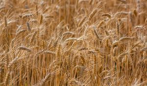 Preview wallpaper ears, wheat, field, nature