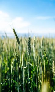 Preview wallpaper ears, wheat, grass, field