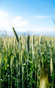 Preview wallpaper ears, wheat, grass, field