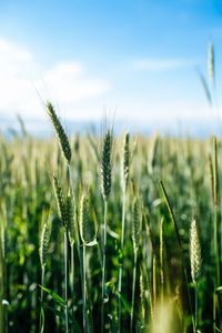 Preview wallpaper ears, wheat, grass, field