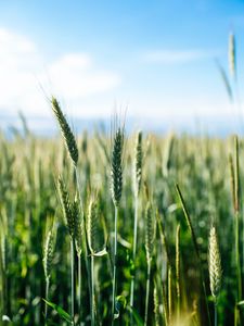 Preview wallpaper ears, wheat, grass, field