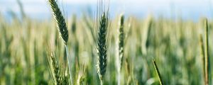 Preview wallpaper ears, wheat, grass, field