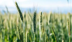 Preview wallpaper ears, wheat, grass, field