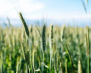 Preview wallpaper ears, wheat, grass, field