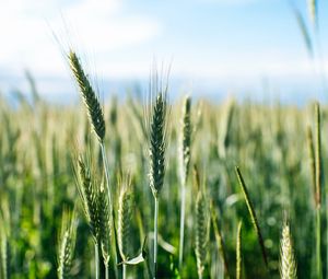 Preview wallpaper ears, wheat, grass, field