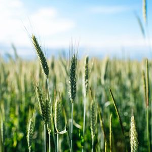 Preview wallpaper ears, wheat, grass, field