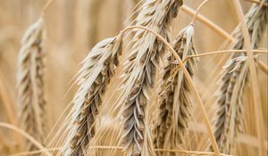 Preview wallpaper ears, wheat, macro, blur