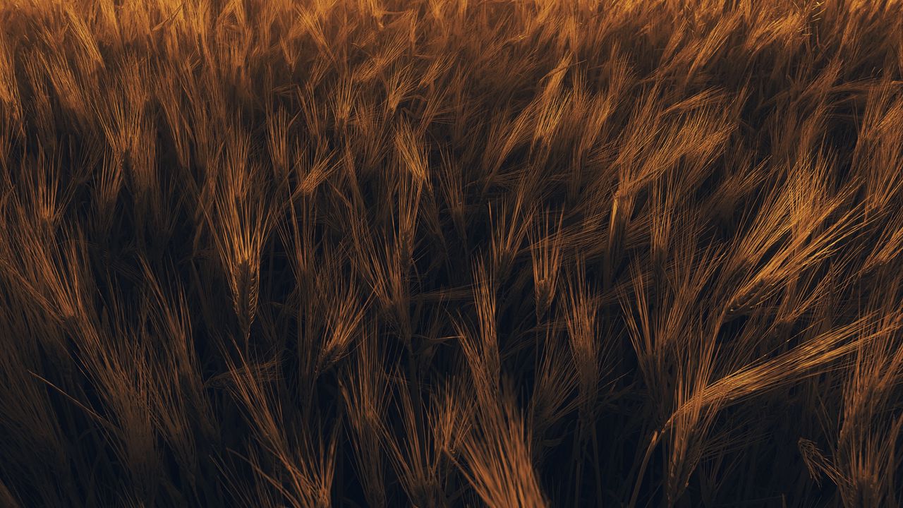 Wallpaper ears, wheat, plant, field