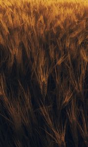 Preview wallpaper ears, wheat, plant, field