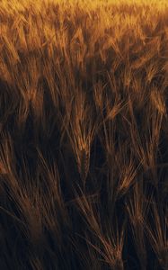 Preview wallpaper ears, wheat, plant, field