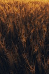 Preview wallpaper ears, wheat, plant, field