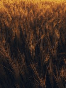 Preview wallpaper ears, wheat, plant, field