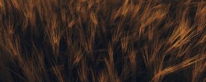 Preview wallpaper ears, wheat, plant, field