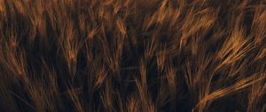 Preview wallpaper ears, wheat, plant, field