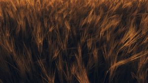 Preview wallpaper ears, wheat, plant, field