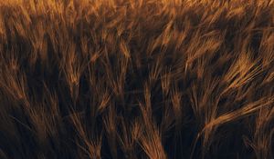 Preview wallpaper ears, wheat, plant, field