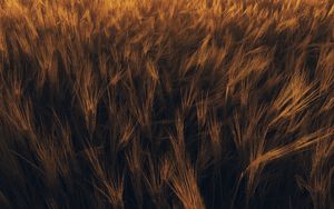 Preview wallpaper ears, wheat, plant, field
