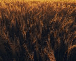 Preview wallpaper ears, wheat, plant, field