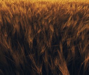 Preview wallpaper ears, wheat, plant, field