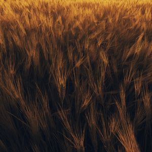 Preview wallpaper ears, wheat, plant, field