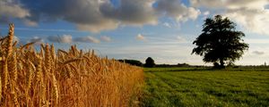 Preview wallpaper ears, yellow, gold, field, clouds, tree, grass