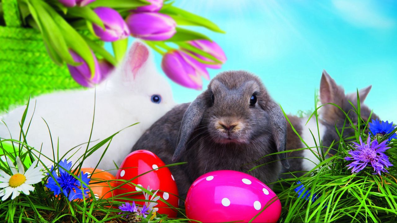 Wallpaper easter, eggs, colorful, rabbits, grass