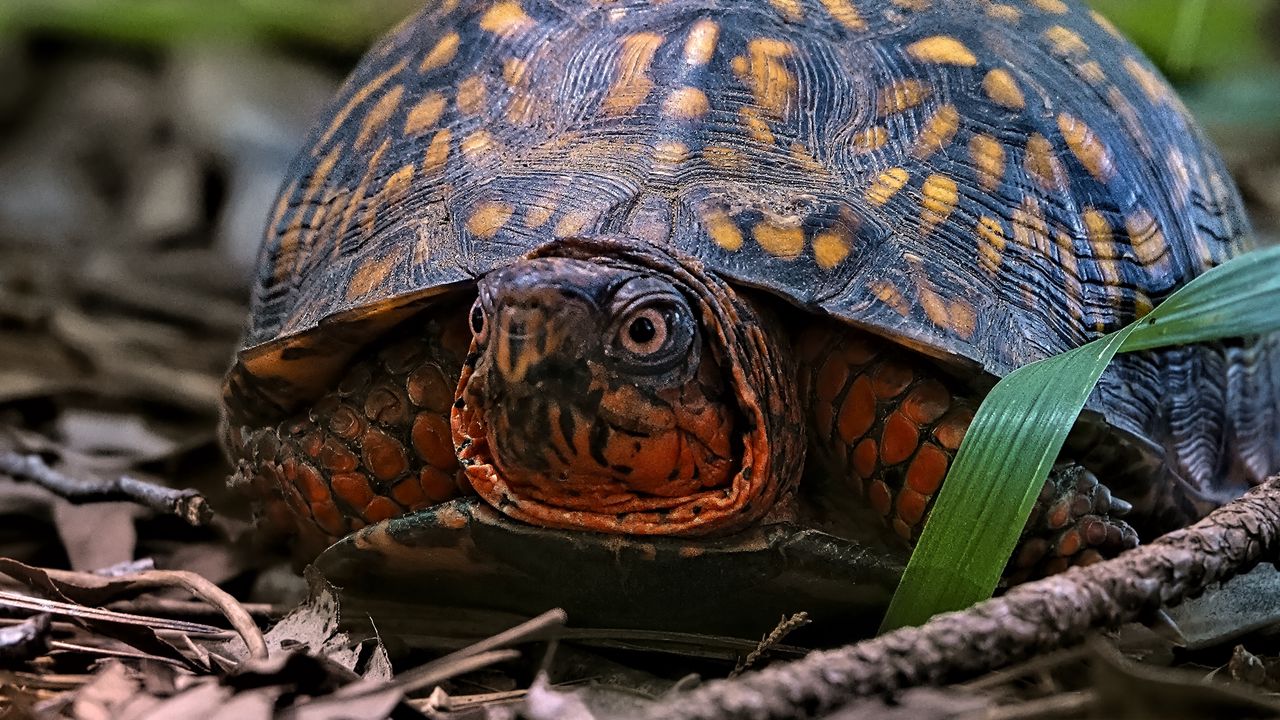 Wallpaper eastern box turtle, turtle, wildlife