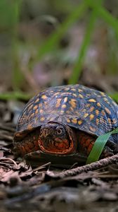 Preview wallpaper eastern box turtle, turtle, wildlife