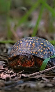 Preview wallpaper eastern box turtle, turtle, wildlife