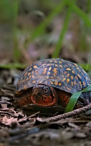 Preview wallpaper eastern box turtle, turtle, wildlife