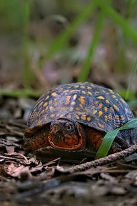 Preview wallpaper eastern box turtle, turtle, wildlife