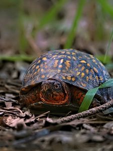 Preview wallpaper eastern box turtle, turtle, wildlife